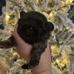 Pheobe - Brindle female Shih Tzu puppy in Walkertown, North Carolina from Lil’ Bit’s Shih Tzu