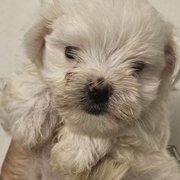 Mikey - White male Maltese puppy in Carthage, Missouri from Cooley's Cuddle Pups