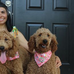 Goldendoodles from Goldendoodles Of Naples