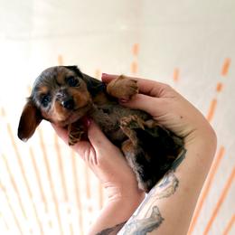 Finn - Dapple male Dachshund puppy in Westport, Kentucky from Lonestar Creek Farm
