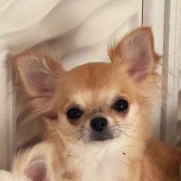Monroe - Chihuahua