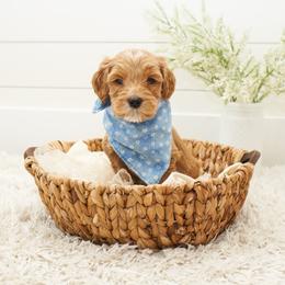 Timon - Light Blue Collar - Apricot male Goldendoodle puppy in Arlington, Washington from Anderson Goldendoodles