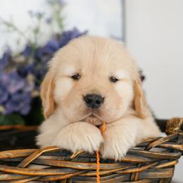 Mr Orange - Golden male Golden Retriever puppy in Moapa, Nevada from Little Bitta Luck Farms