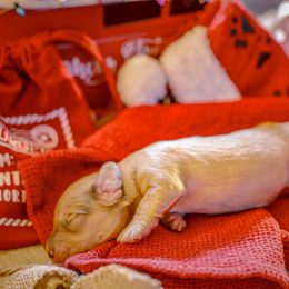 Noel - Piebald female Dachshund puppy in Tifton, Georgia from Conger's Lil Smokies