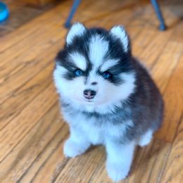 Romeo - Black and white male Pomsky puppy in Greencastle, Indiana from JDpomskies