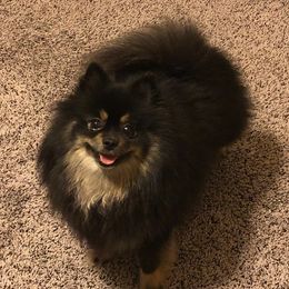 Pomeranians from DNA Pomeranians
