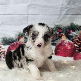 Gouda - Blue merle male Border Collie puppy in Avilla, Indiana from Borderline Kennels
