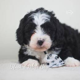 Yellow - Black and white male Aussiedoodle puppy in Plain City, Utah from Myers Desert Doodles