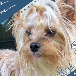 Savvy - Yorkshire Terrier