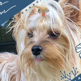 Savvy - Yorkshire Terrier