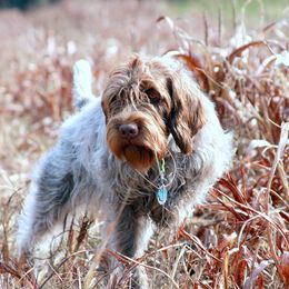 Wirehaired Pointing Griffons from Lorraine Rothrock's Wirehaired Pointing Griffons