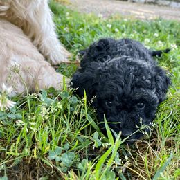 Goldendoodle Puppies from Doodlebloom Farm