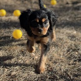 Cavalier King Charles Spaniel Puppies from Colorful Cavaliers