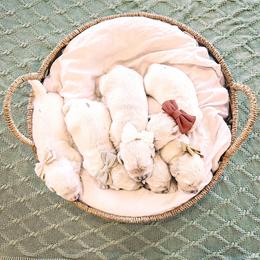 Pick 1 - Light golden female Golden Retriever puppy in Deer Lodge, Tennessee from SelahGold