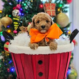Sophie's Orange Boy - Apricot male Goldendoodle puppy in Kountze, Texas from Texas Doodles LLC