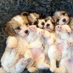 Cavachon, Cavalier King Charles Spaniel, and Cavapoo Puppies from LierChonPoo