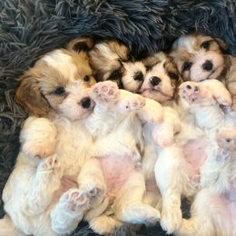 Cavachon, Cavalier King Charles Spaniel, and Cavapoo Puppies from LierChonPoo
