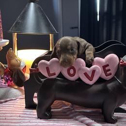 Coco - Chocolate and tan female Dachshund puppy in Hudson, Michigan from Mittentail Kennel Miniature Dachshunds