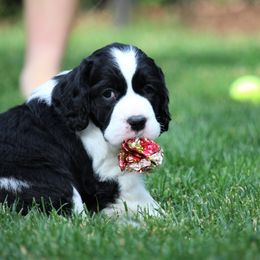 English Springer Spaniel Puppies from Ivy Hill English Springer Spaniels