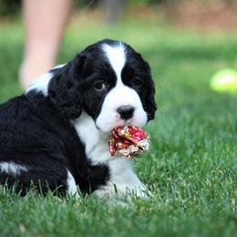 English Springer Spaniel Puppies from Ivy Hill English Springer Spaniels