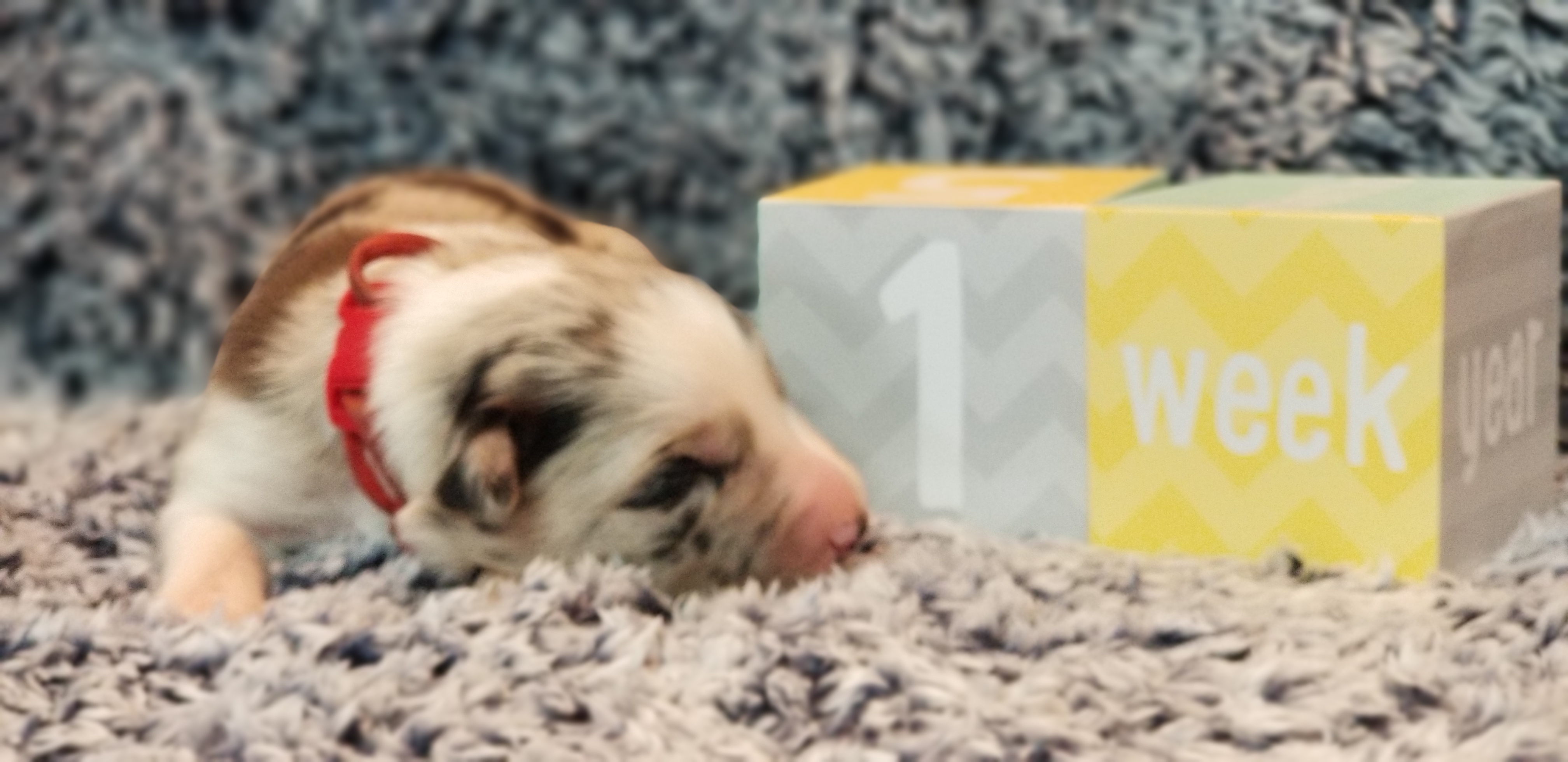 Border Collie Puppies from Borderline Kennels
