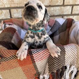 Snorkel - White and black female Dalmatian puppy in Melrose, New Mexico from ECMO Farm Dalmatians & Labrador Retrievers