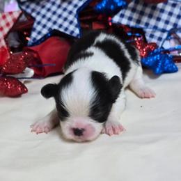 Black Boy (red) - Black and white male Japanese Chin puppy in Tulsa, Oklahoma from Locust Creek Pugs & Japanese Chin's