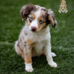 Independence - Red merle female Miniature Australian Shepherd puppy in San Antonio, Texas from Wigglebutts Unlimited