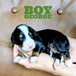 George - Tri-color male Bernedoodle puppy in Cambridge, Minnesota from Country Meadow Doodles