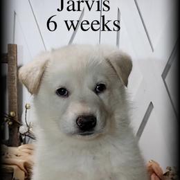 Jarvis - White male German Shepherd puppy in Sequim, Washington from German Shepherd Haus