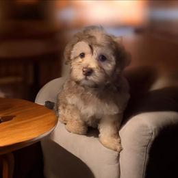 Blue collar - Chocolate male Havapoo puppy in Medina, Ohio from Momma's Minis