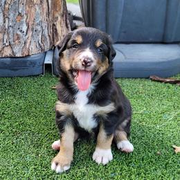Seal - Seal male Border Collie puppy in Morgan, Texas from Shooting Star Ranch