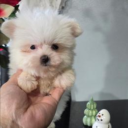 Bently - White male Maltipoo puppy in Everett, Washington from Meadows Ranch