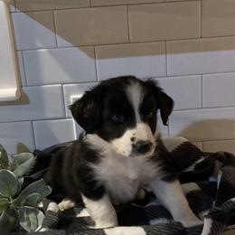 Australian Shepherd Puppies from Ozark Mountain Aussies