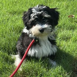 Roger - Black and tan male Havanese puppy in Lawrenceville, Georgia from Alchemy Havanese