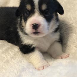 American Corgi and Pembroke Welsh Corgi Puppies from Red White & Bluie Corgi