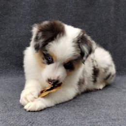 Copper - Blue merle female Miniature American Shepherd puppy in Springfield, Missouri from Sunrock Kennel