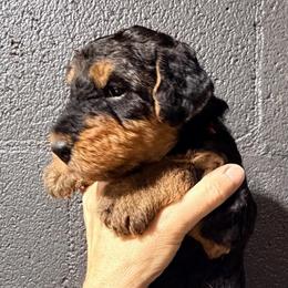 Miss Pink - Black and tan female Airedale Terrier puppy in Mooresville, North Carolina from Farm 55