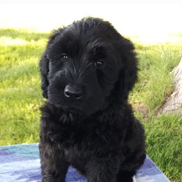 Girl 1 - Black female Giant Schnauzer puppy in Billings (Bil), Montana from Kaiser's Giants