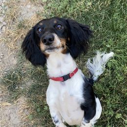 Badger - Dachshund