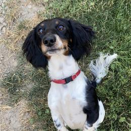Badger - Dachshund