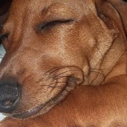 Dachshunds from Michelle