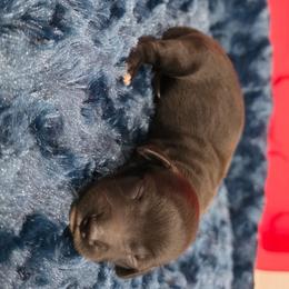 Solid black girl - Black female Dachshund puppy in West Plains, Missouri from Spring Creek Dachshunds