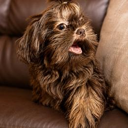 Rocky Road - Chocolate and tan male Shih Tzu puppy in Hickory, North Carolina from PAWSitive Breeders of the Carolinas