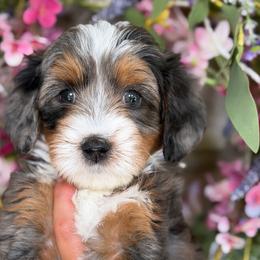 Pocahontas - Tri-color female Bernedoodle puppy in Yuciapa, California from AlltheDoodlez_