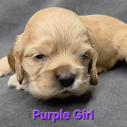 Purple - Buff female Cocker Spaniel puppy in Lebanon, Missouri from Spring Hollow Cocker Spaniels