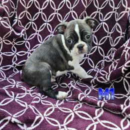 Male 1 - Brindle and white male Boston Terrier puppy in Newton Grove, North Carolina from Sassifras Boston Terriers