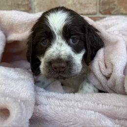 Diamond - Liver white and roan female English Springer Spaniel puppy in Pensacola, Florida from LeichtHouse Kennel