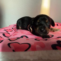 Ziti - Black and tan female Dachshund puppy in Mountain Home, Arkansas from Furry Friends Kennel