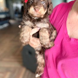 Arista - Phantom female Goldendoodle puppy in Marion, Ohio from Doodles & Doxies